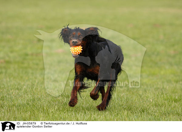 spielender Gordon Setter / playing Gordon Setter / JH-05879