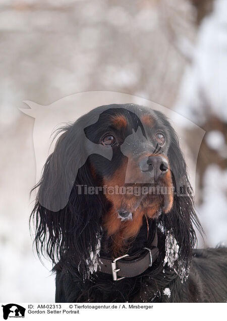 Gordon Setter Portrait / Gordon Setter Portrait / AM-02313