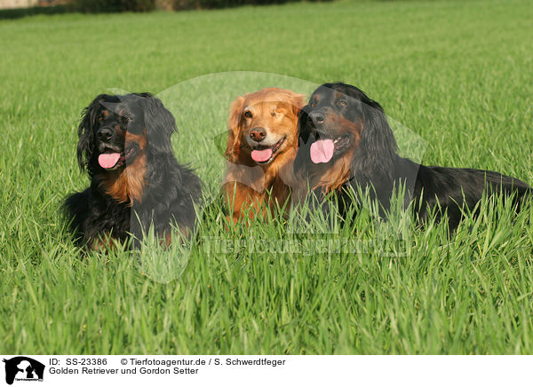 Golden Retriever und Gordon Setter / Golden Retriever and Gordon Setter / SS-23386