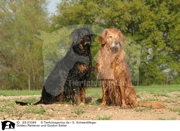 Golden Retriever und Gordon Setter / Golden Retriever and Gordon Setter / SS-23389