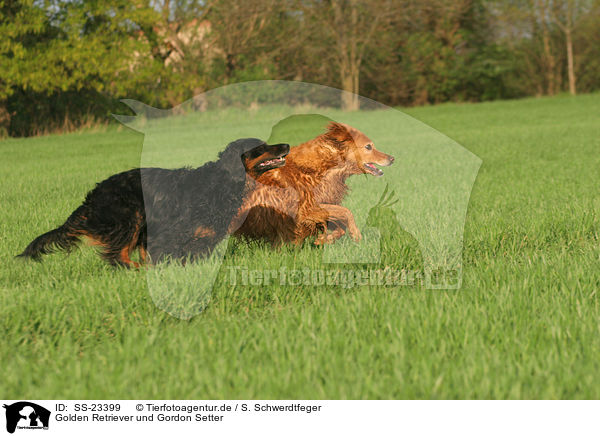 Golden Retriever und Gordon Setter / Golden Retriever and Gordon Setter / SS-23399