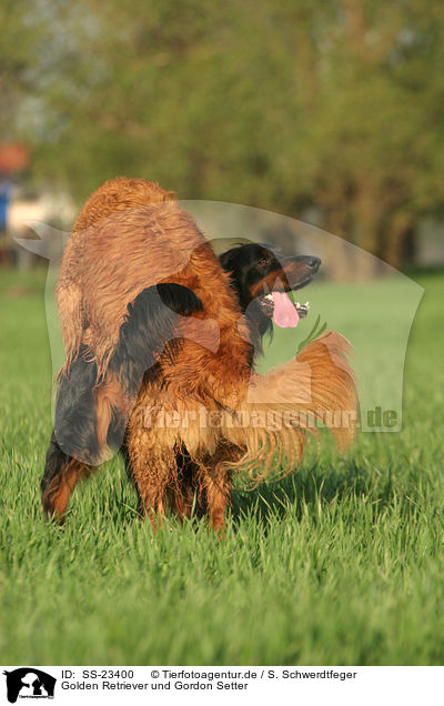 Golden Retriever und Gordon Setter / Golden Retriever and Gordon Setter / SS-23400