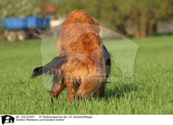 Golden Retriever und Gordon Setter / Golden Retriever and Gordon Setter / SS-23401
