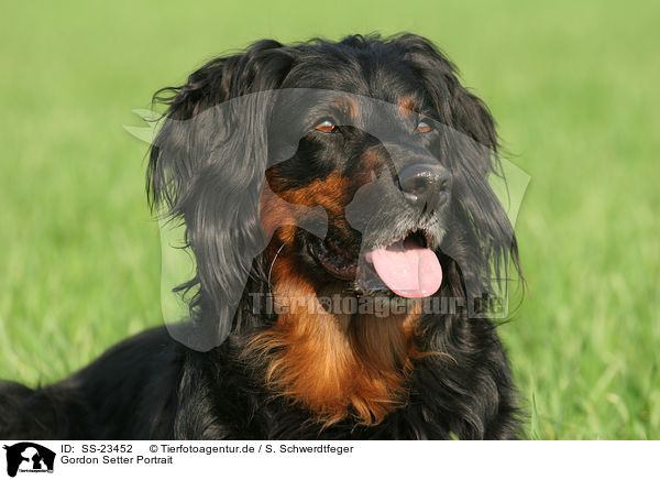 Gordon Setter Portrait / Gordon Setter Portrait / SS-23452