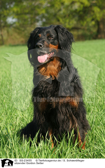 sitzender Gordon Setter / sitting Gordon Setter / SS-23455