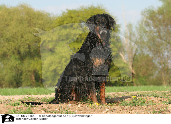 sitzender Gordon Setter / sitting Gordon Setter / SS-23466