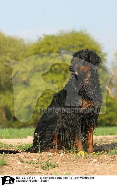 sitzender Gordon Setter / sitting Gordon Setter / SS-23467