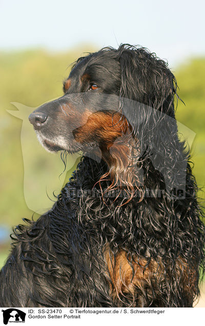 Gordon Setter Portrait / Gordon Setter Portrait / SS-23470
