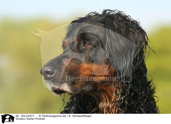 Gordon Setter Portrait / Gordon Setter Portrait / SS-23471
