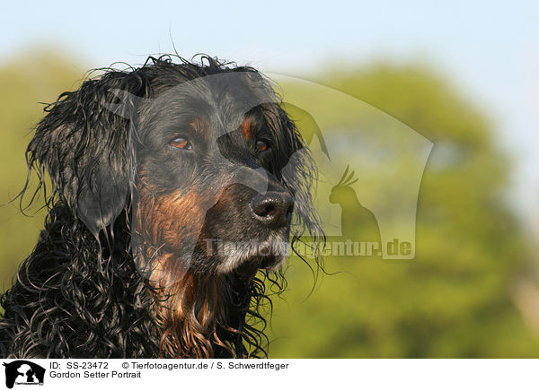 Gordon Setter Portrait / Gordon Setter Portrait / SS-23472