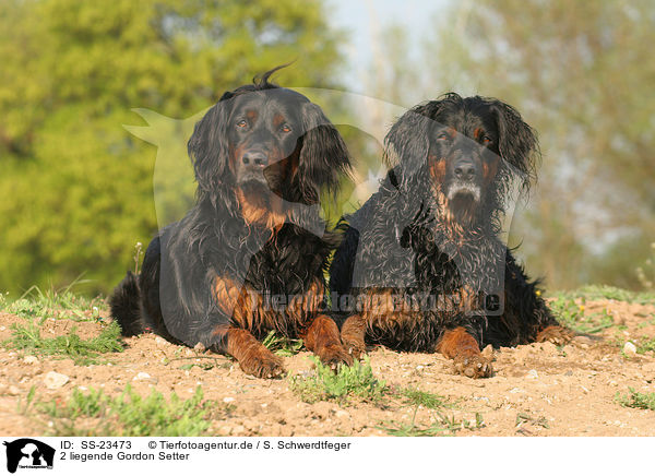 liegende Gordon Setter / lying Gordon Setter / SS-23473