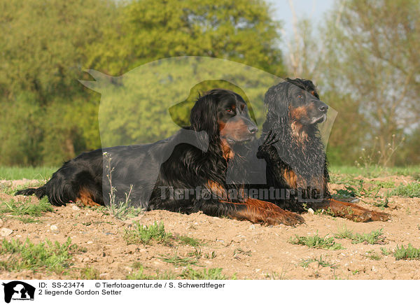liegende Gordon Setter / lying Gordon Setter / SS-23474