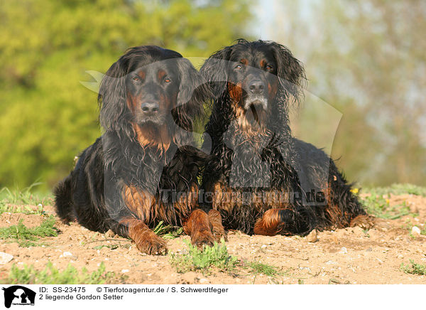 liegende Gordon Setter / lying Gordon Setter / SS-23475