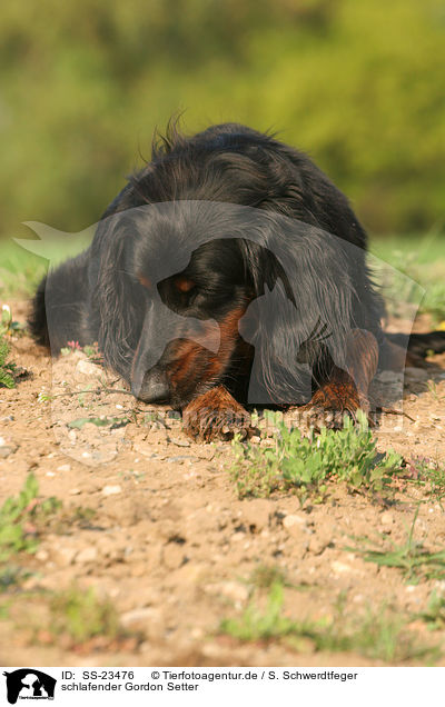 schlafender Gordon Setter / sleeping Gordon Setter / SS-23476