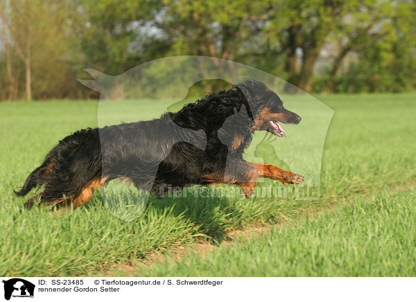 rennender Gordon Setter / running Gordon Setter / SS-23485