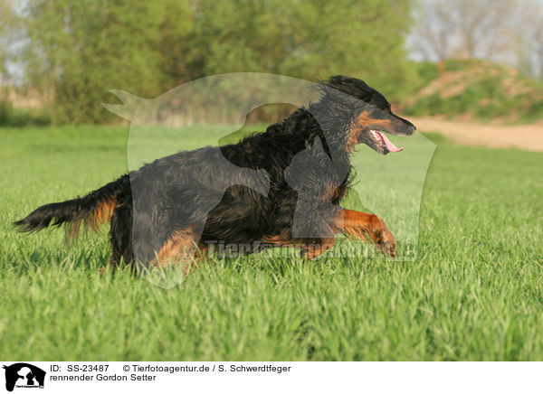 rennender Gordon Setter / running Gordon Setter / SS-23487