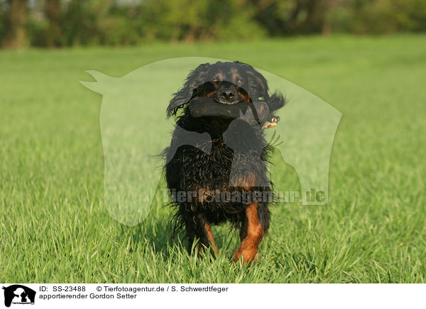apportierender Gordon Setter / fetching Gordon Setter / SS-23488