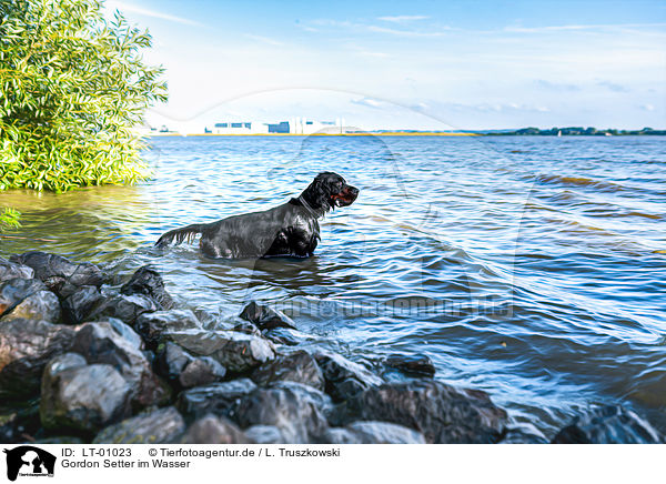 Gordon Setter im Wasser / Gordon Setter in the water / LT-01023