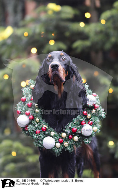 stehender Gordon Setter / standing Gordon Setter / SE-01468