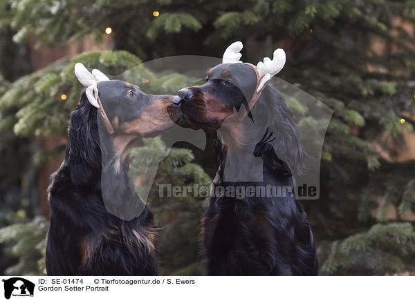 Gordon Setter Portrait / Gordon Setter portrait / SE-01474