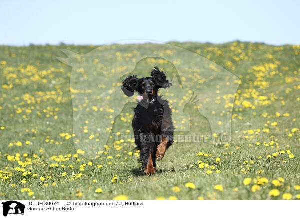Gordon Setter R�de / male Gordon Setter / JH-30674