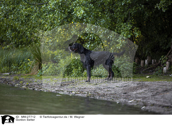 Gordon Setter / Gordon Setter / MW-27712