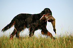 Gordon Setter apportiert Ente