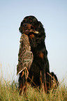 Gordon Setter apportiert Ente