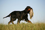 Gordon Setter apportiert Ente