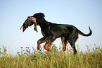Gordon Setter apportiert Ente