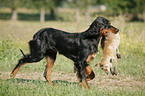 Gordon Setter apportiert Fuchs