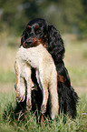 Gordon Setter apportiert Fuchs