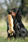 Gordon Setter apportiert Fuchs