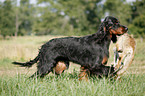 Gordon Setter apportiert Fuchs