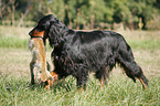 Gordon Setter apportiert Fuchs