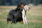 Gordon Setter apportiert Fuchs