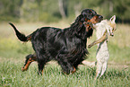 Gordon Setter apportiert Fuchs