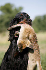 Gordon Setter apportiert Fuchs