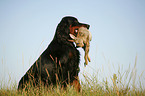 Gordon Setter apportiert Hase