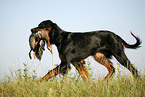 Gordon Setter apportiert Rebhuhn