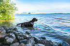 Gordon Setter im Wasser