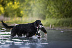 Gordon Setter apportiert Ente