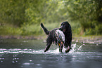Gordon Setter apportiert Ente