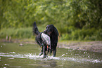 Gordon Setter apportiert Ente