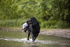 Gordon Setter apportiert Ente