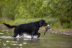 Gordon Setter apportiert Ente
