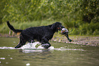 Gordon Setter apportiert Ente