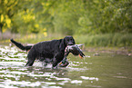 Gordon Setter apportiert Ente