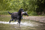 Gordon Setter apportiert Ente