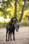 Gordon Setter apportiert Ente
